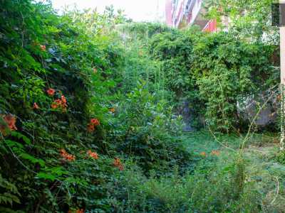 Qui tra edera, fiori e piante infestanti diventa quasi impossibile camminare